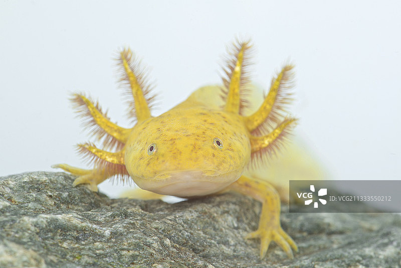 墨西哥钝口螈图片素材