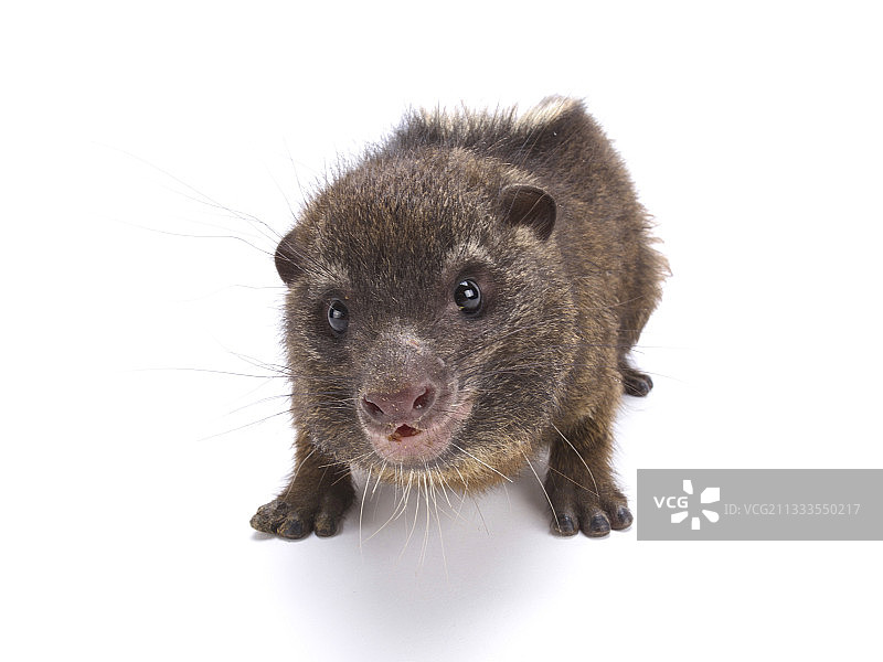 白色背景下的西部树蹄兔图片素材