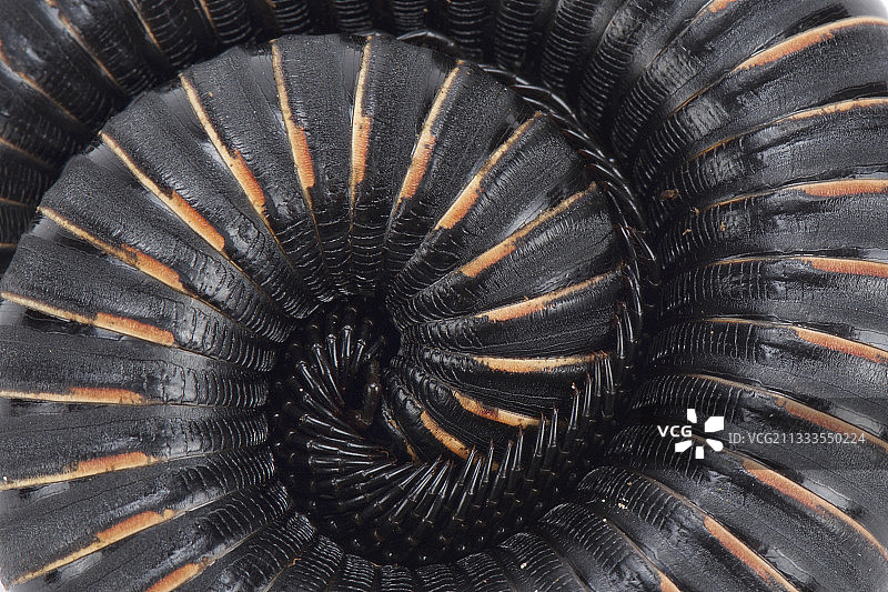 非洲大马陆球图片素材