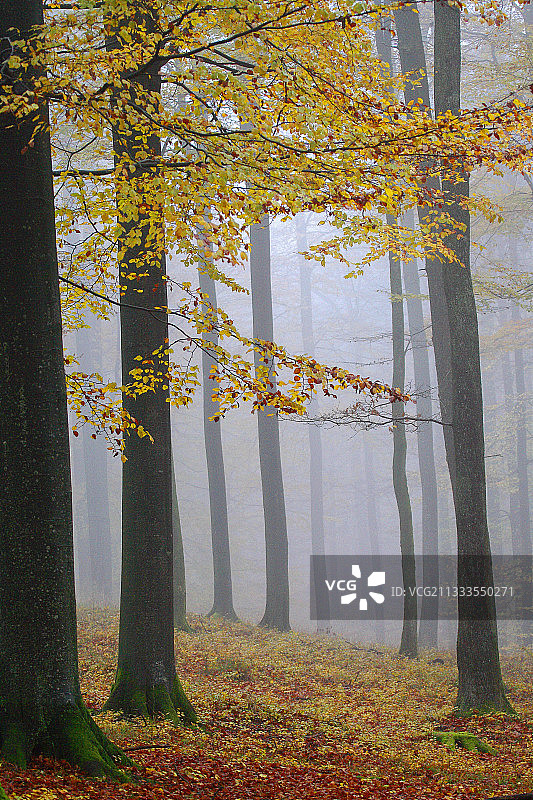 欧洲山毛榉，秋季雾中的山毛榉森林，阿登，比利时图片素材