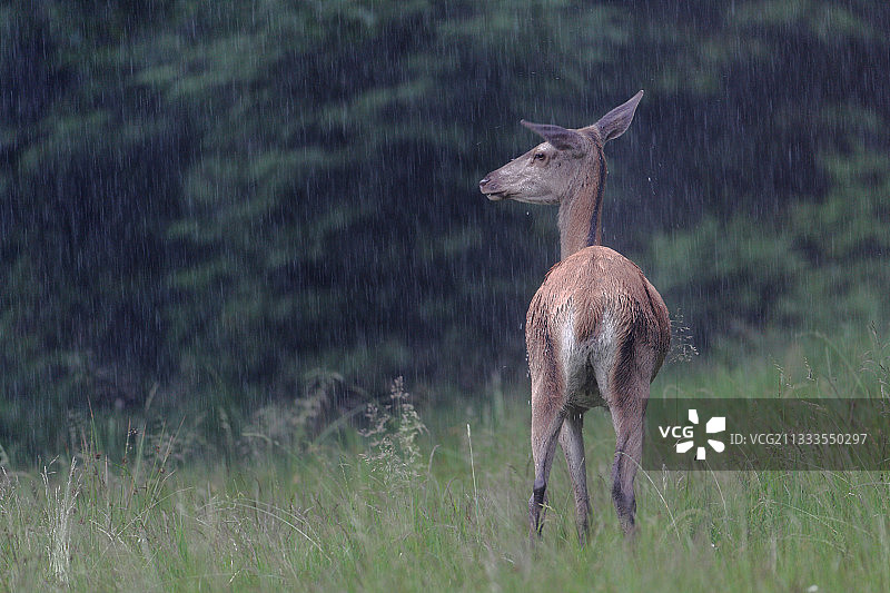 雨中红鹿（Cervus elaphus），法国阿登图片素材