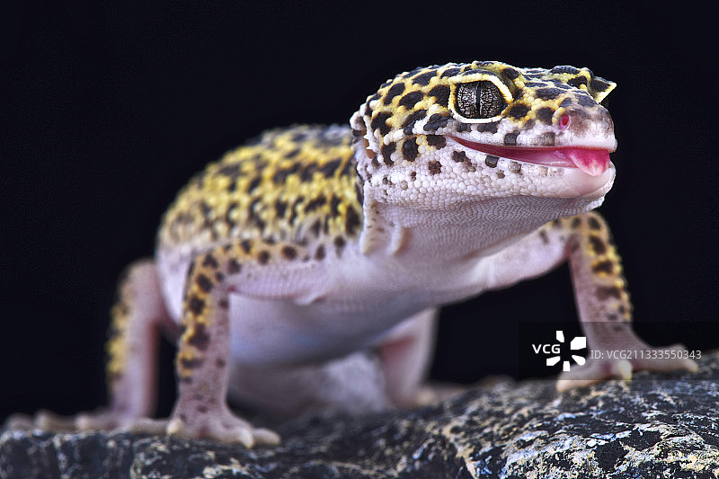 豹纹守宫图片素材