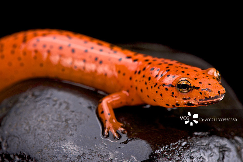 红蝾螈图片素材