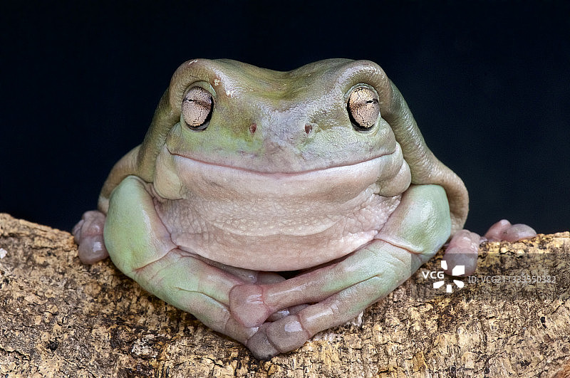 澳洲白树蛙图片素材
