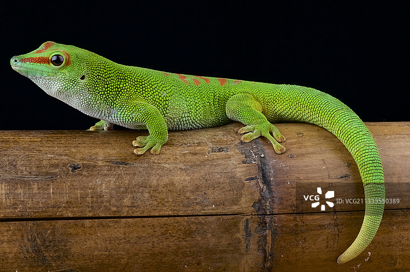 马达加斯加巨型日间壁虎图片素材