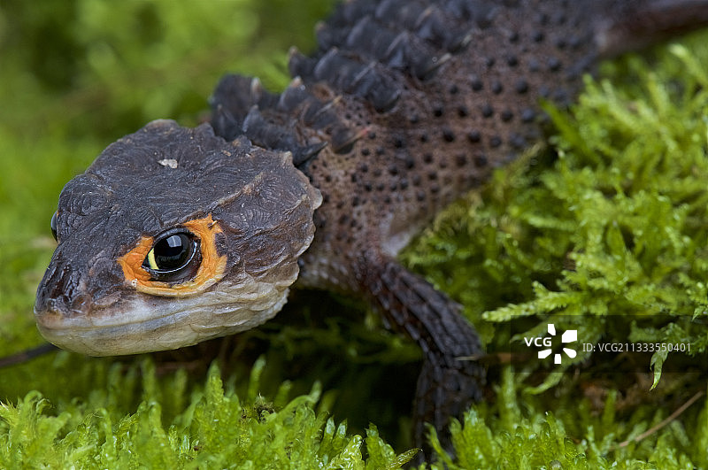 印尼橙眼鳄蜥图片素材
