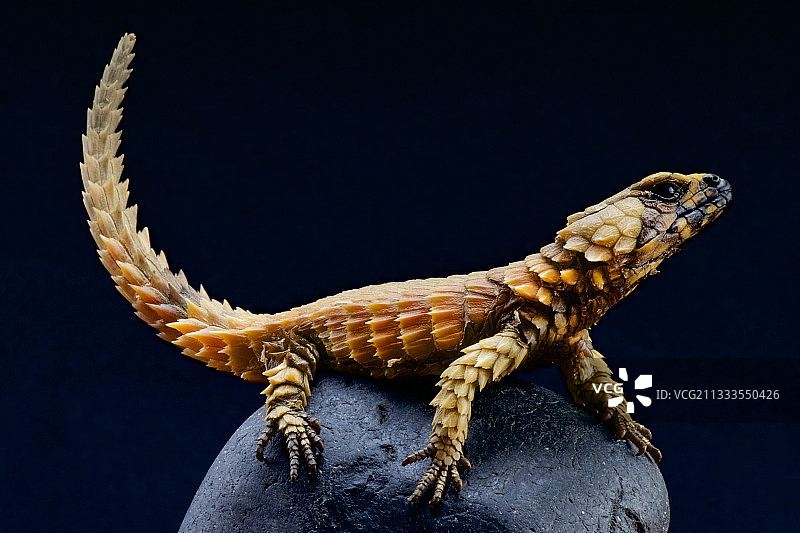 南非犰狳蜥蜴图片素材