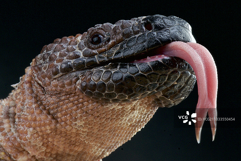 墨西哥珠毒蜥写真图片素材