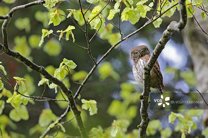 瑞士汝拉山脉树枝上的小鸮图片素材