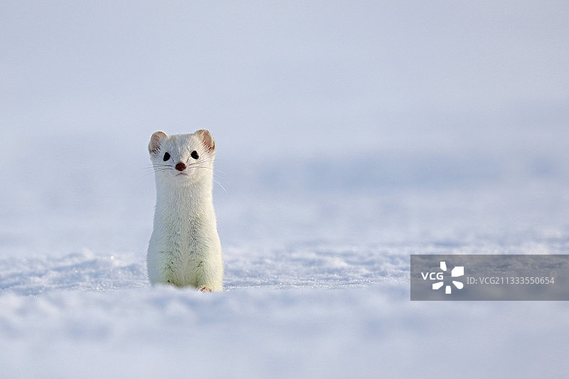 雪地里冬季白外套的貂图片素材