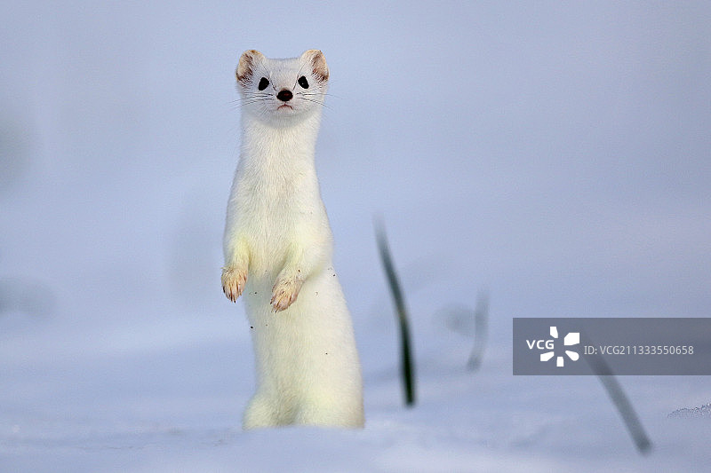 雪地里冬季白外套的貂图片素材