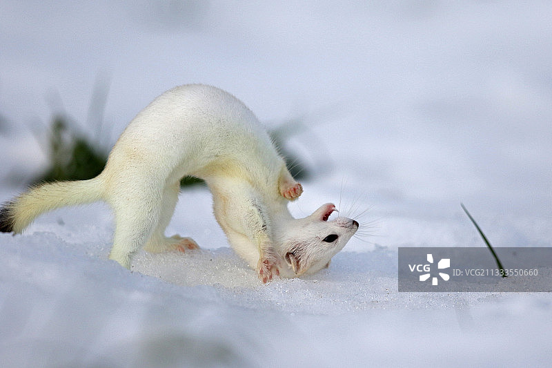 雪地里冬季白外套的貂图片素材
