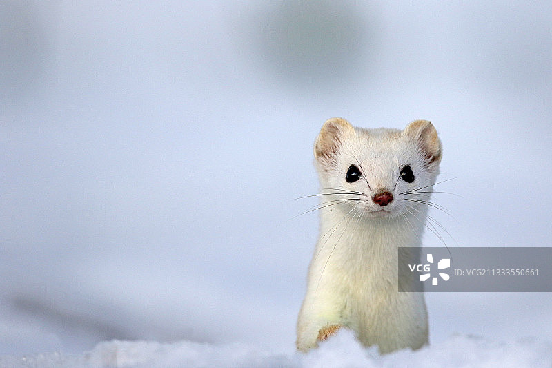 Prealps雪地里冬季白色外套的欧亚鼬（Mustela erminea）肖像图片素材