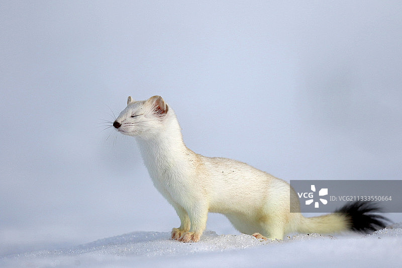 雪地里冬季白外套的貂图片素材