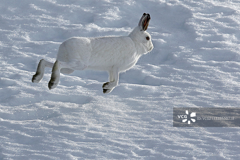 高山兔在瑞士阿尔卑斯山的雪地里奔跑（冬季白色皮毛）图片素材