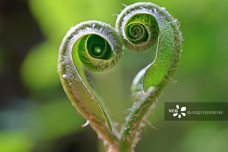 心形舌蕨，法国图片素材