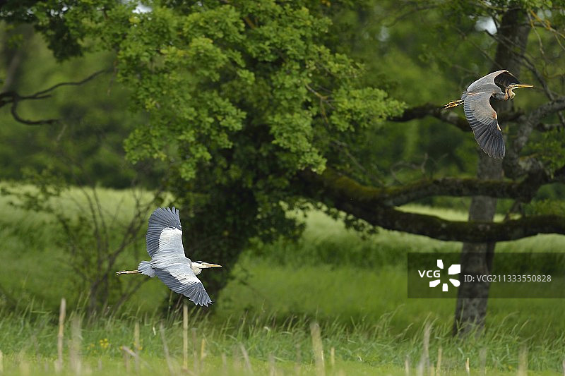 在法国多姆贝，苍鹭追逐紫鹭图片素材
