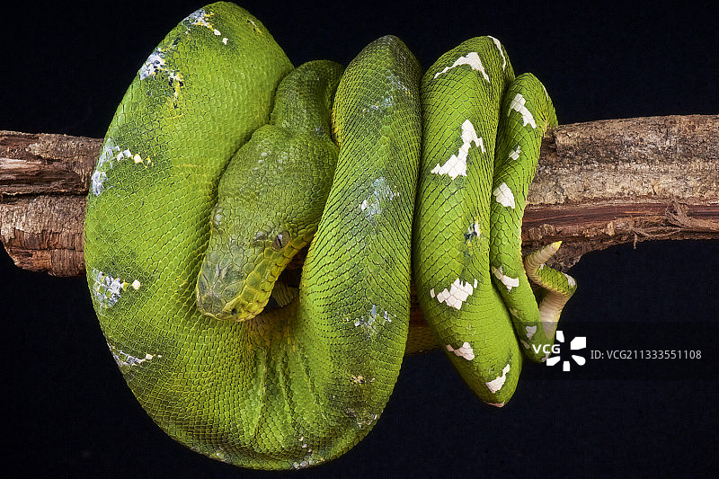 苏里南的祖母绿树蟒图片素材