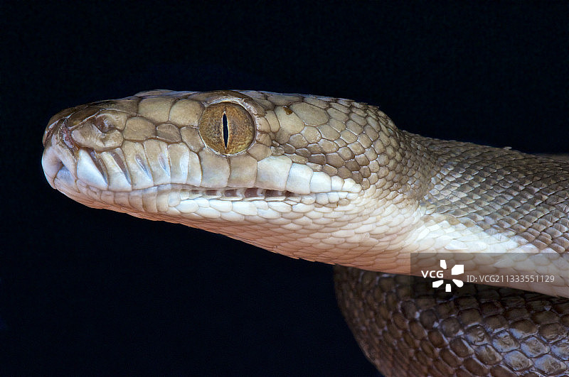 塔宁巴尔岛蟒蛇，印度尼西亚塔宁巴尔群岛图片素材