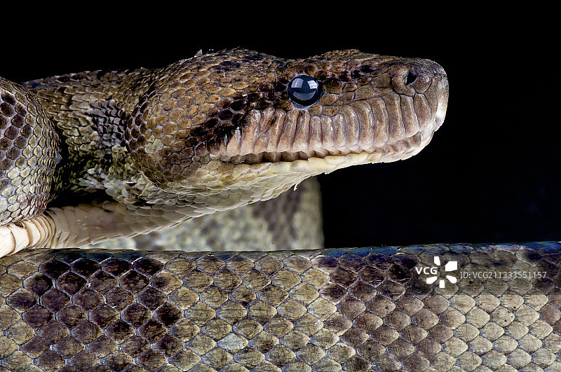 马达加斯加树蚺图片素材