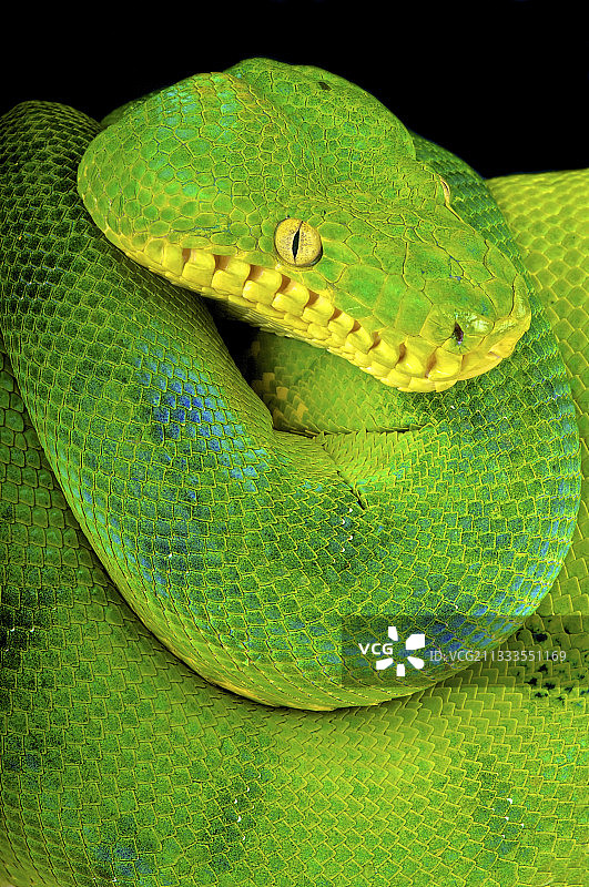 翠绿树蟒图片素材