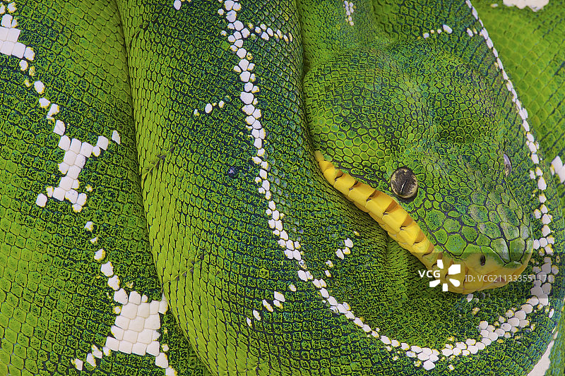 巴西亚马逊盆地翠绿树蟒图片素材