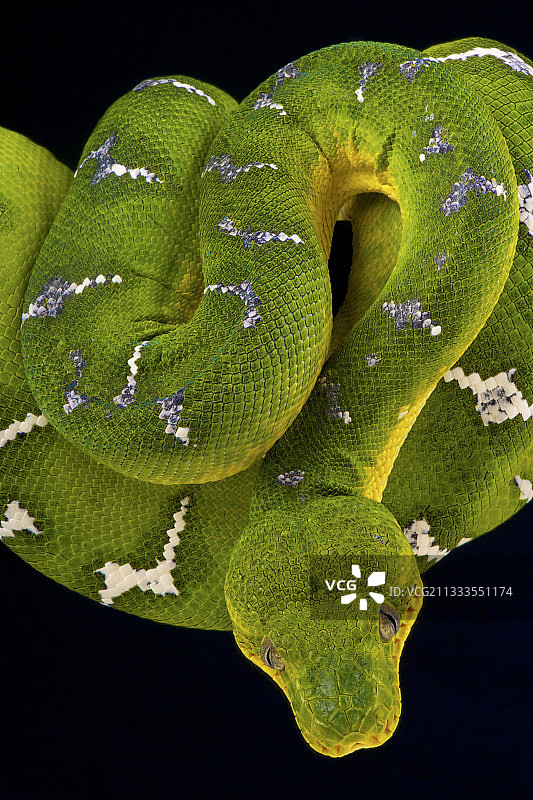 翠绿树蟒图片素材