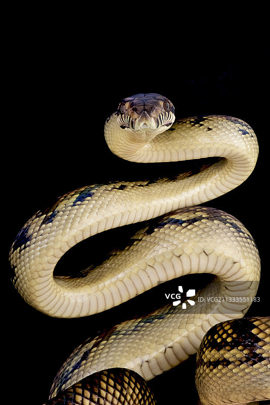 紫晶蟒（Morelia amethistina），米尔恩湾，巴布亚新几内亚图片素材