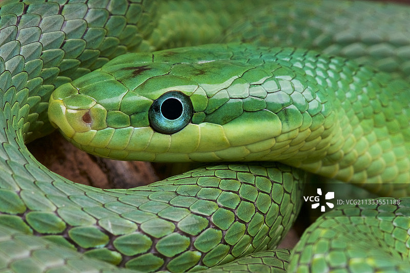 绿 trinket 蛇(Gonyosoma prasinum)图片素材