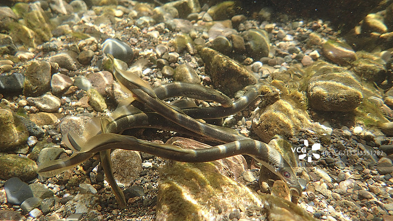 欧洲溪七鳃鳗图片素材