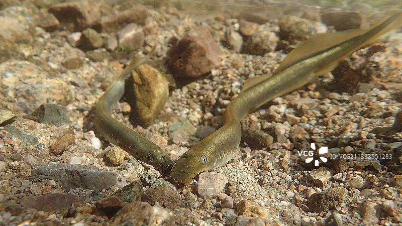 欧洲溪七鳃鳗图片素材