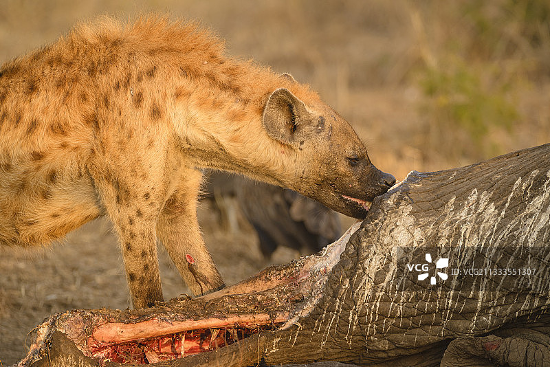 南非克鲁格国家公园日出时分大象尸体上的斑鬣狗图片素材