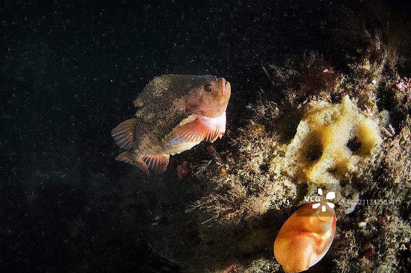 小斯特吕坦潜水点，一只雄性圆鳍鱼（Cyclopterus lumpus）守护着它的黄色卵块。埃亚峡湾靠近冰岛北部阿克雷里，北大西洋。图片素材