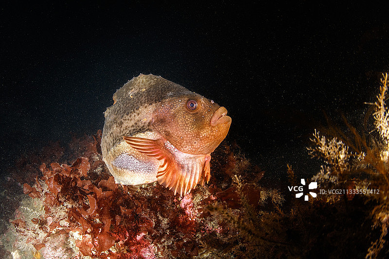 小斯特鲁坦潜水点的雄性圆鳍鱼图片素材