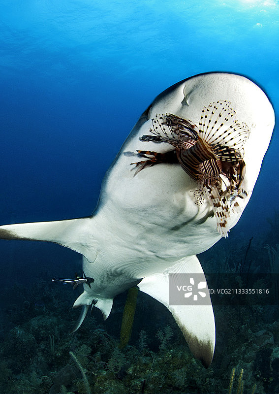 加勒比礁鲨（Carcharhinus perezi）正在吞食狮子鱼，古巴女王花园图片素材