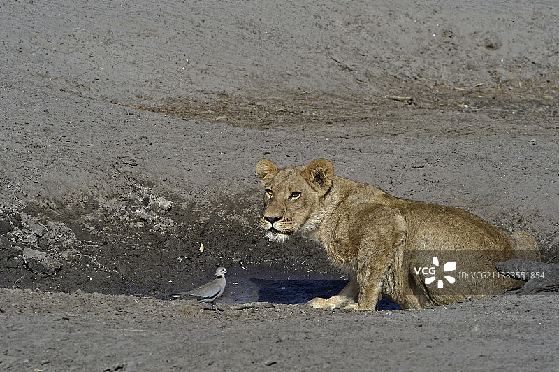 博茨瓦纳：狮子和鸽子在水边图片素材