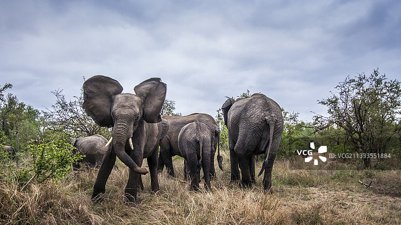 非洲丛林象在南非克鲁格国家公园冲锋图片素材