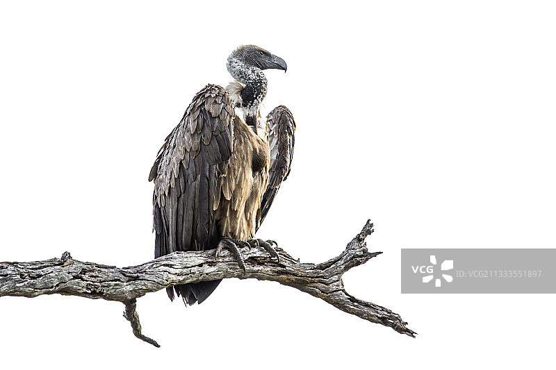 克鲁格国家公园的非洲白背兀鹫图片素材