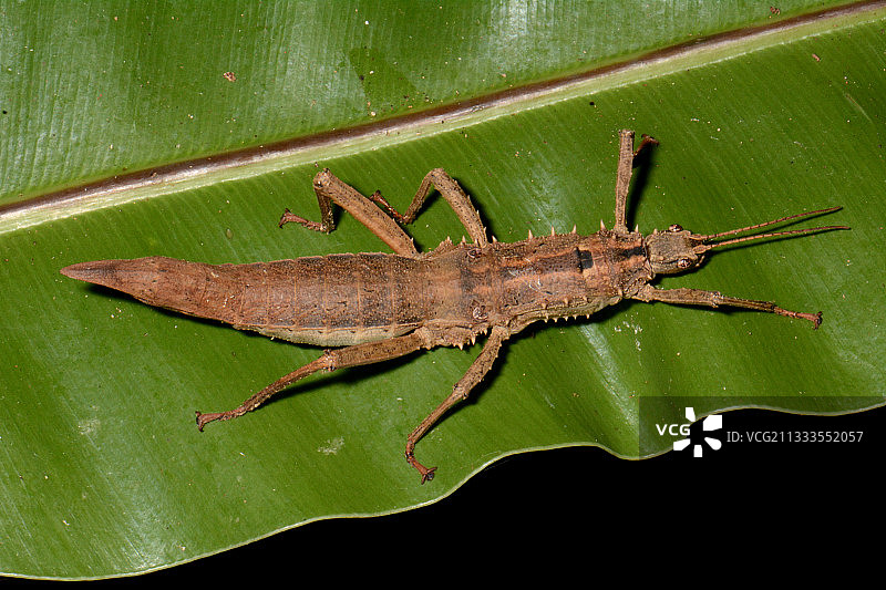 科吉岛特有的鳄鱼竹节虫，新喀里多尼亚图片素材