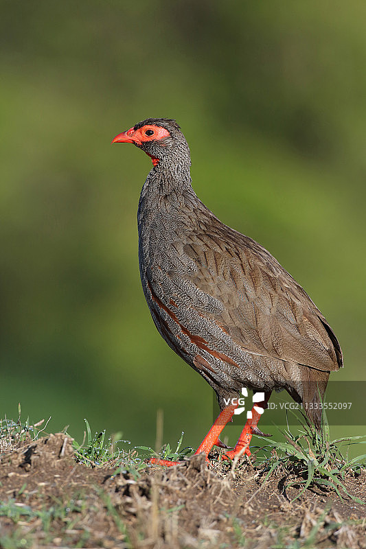 肯尼亚马赛马拉红颈鹧鸪图片素材