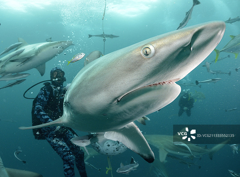 潜水员与黑鳍鲨图片素材