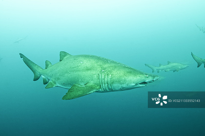 远海砂虎鲨群（南非圣约翰港东海岸）图片素材