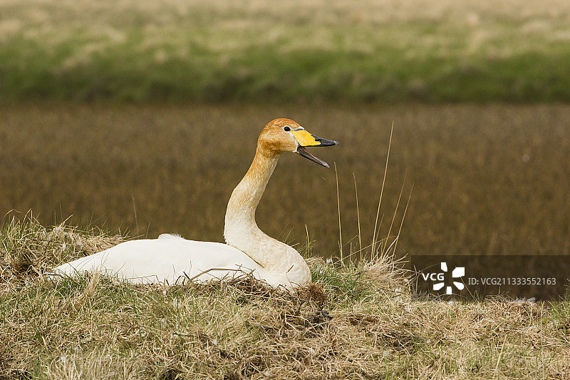 冰岛的鹄（Cygnus cygnus）在巢穴中图片素材