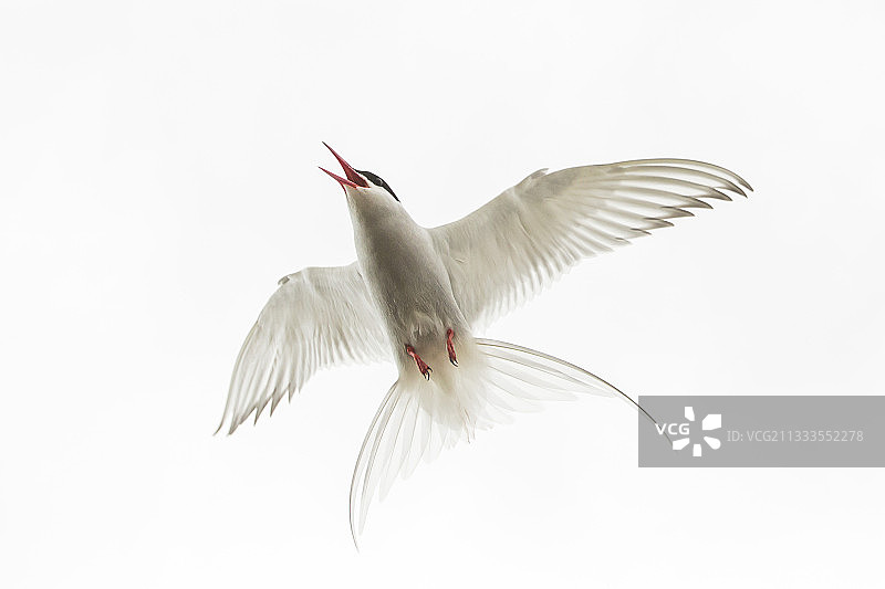 飞行中的北极燕鸥，位于冰岛的杰古沙龙冰河湖图片素材
