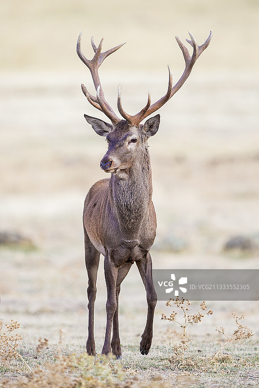 西班牙发情期红鹿图片素材