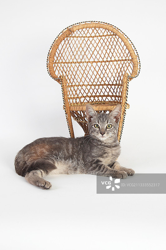 白色背景下躺在柳条椅前的3个月大的小猫图片素材