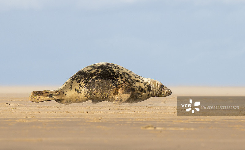 海滩上的灰色海豹（灰海豹），英格兰图片素材