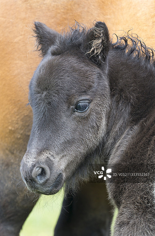 设得兰矮种马（Equus caballus）幼驹头部细节，设得兰，春季图片素材