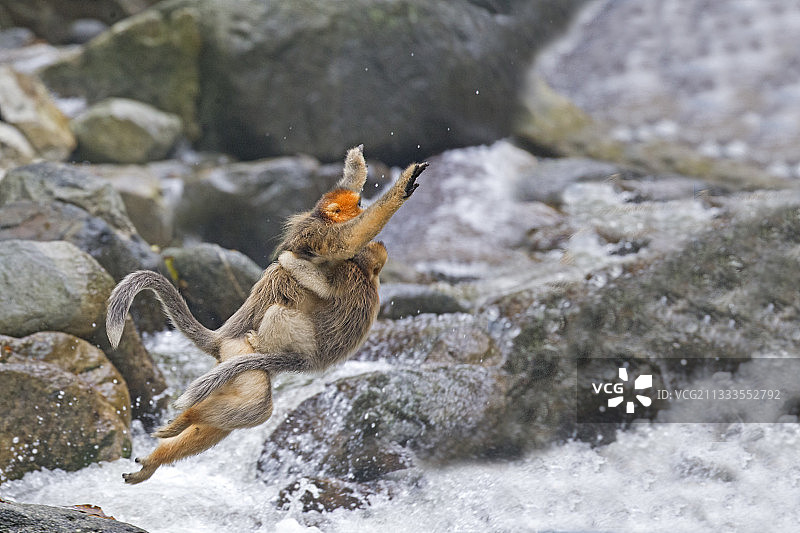 中国陕西秦岭山脉川金丝猴及其幼崽渡河图片素材