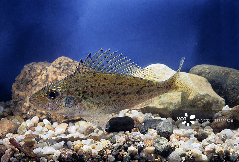 欧亚河鲈图片素材